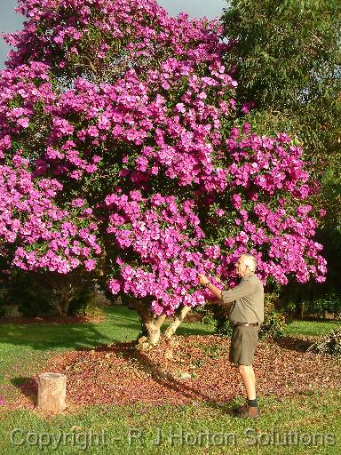 Tibouchina Alstonville _2Ken 